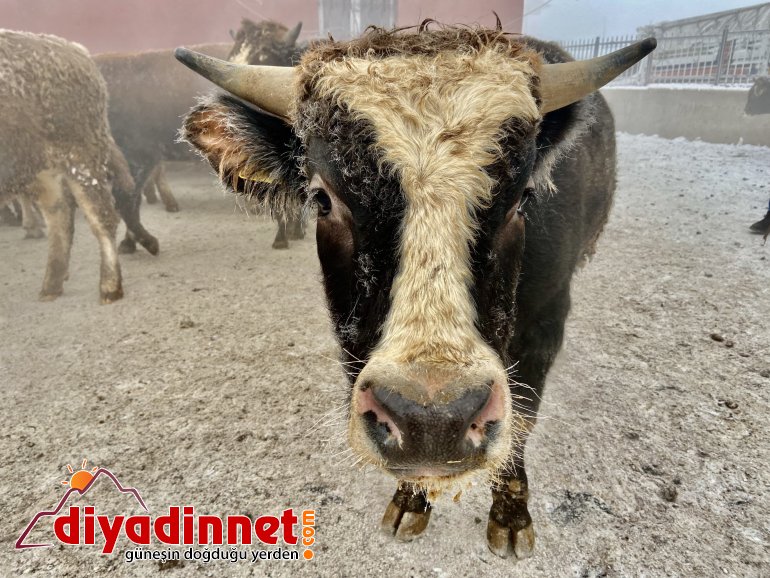 Ağrı dondu, hayvanlar buz kesti1
