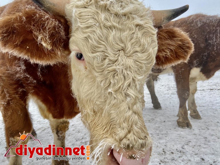 Ağrı dondu, hayvanlar buz kesti2