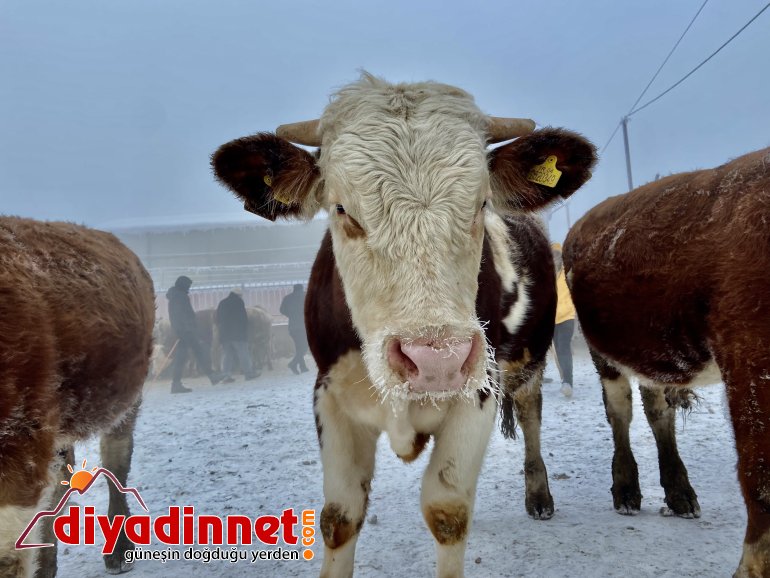 Ağrı dondu, hayvanlar buz kesti3