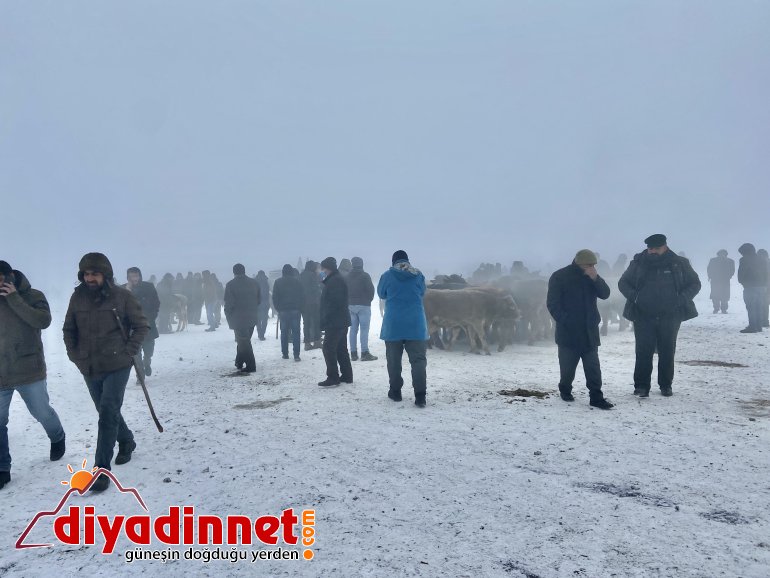 Ağrı dondu, hayvanlar buz kesti4