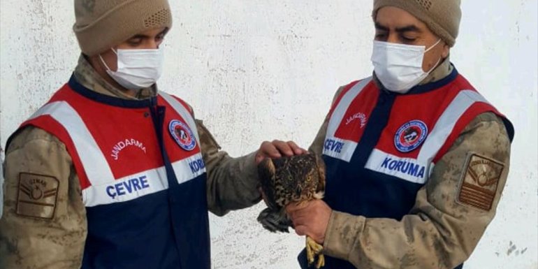 Ardahan'da jandarmanın donmak üzereyken yaralı bulduğu kuş tedavi edildi