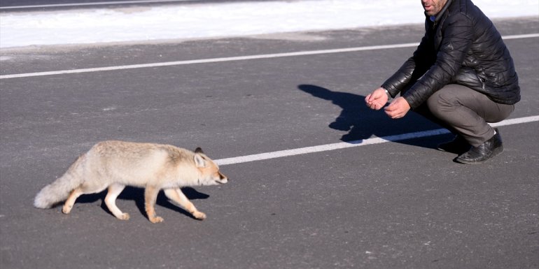 Ardahan'da yiyecek bulmak için kara yoluna inen tilkiyi sürücüler besledi