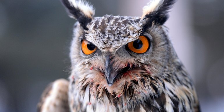 Ardahan Valisi Öner, tedavisi tamamlanan puhu kuşunu doğaya saldı1