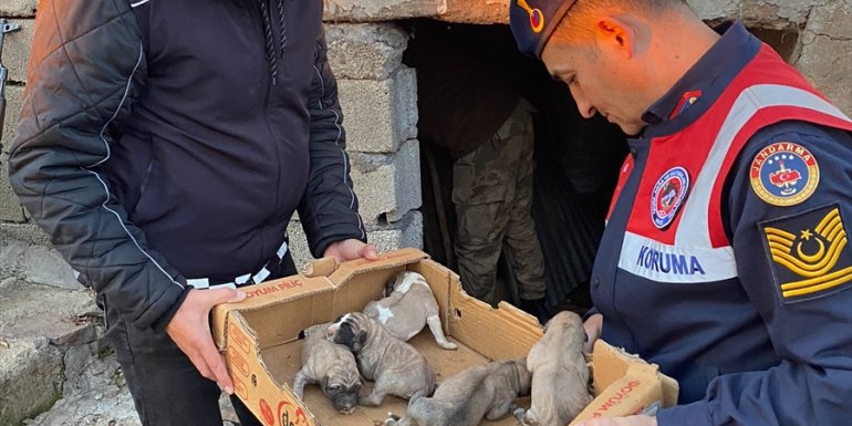 Bingöl'de donmak üzere olan köpek yavrularını jandarma kurtardı