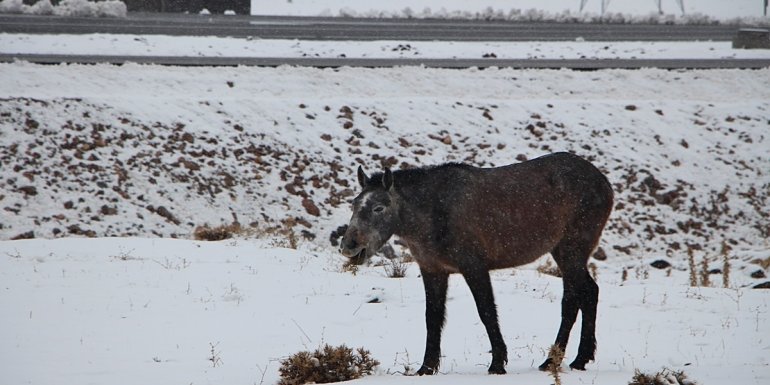 Bingöl'de kışın başıboş bırakılan atların hali yürek burkuyor