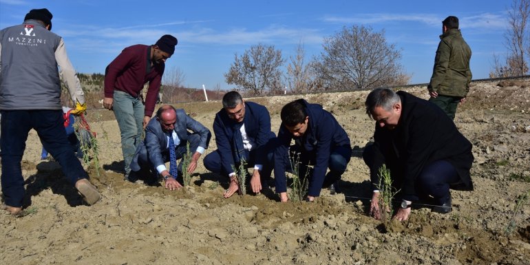 Ahlat'ta "lavanta park" projesi hayatı geçiriliyor