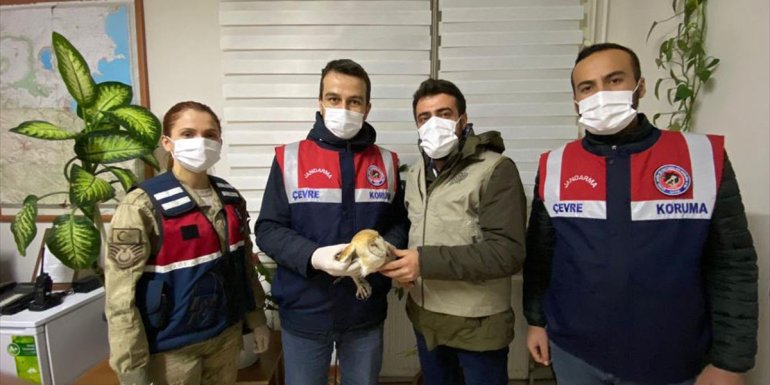 Bitlis'te jandarma ekipleri yaralı baykuşa sahip çıktı
