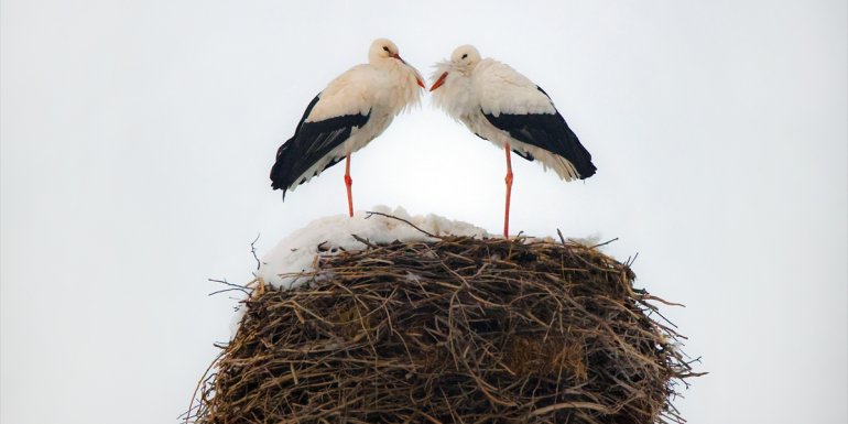 Dondurucu soğuğa rağmen göç etmeyen leyleklere köylüler sahip çıktı