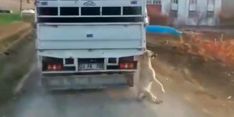 Elazığ'da kamyonetin arkasına bağladığı köpeğe eziyet eden sürücü yakalandı