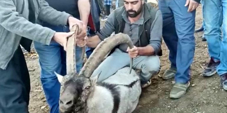 ELAZIĞ - Mahalleye inen dağ keçisi tekrar doğaya bırakıldı1