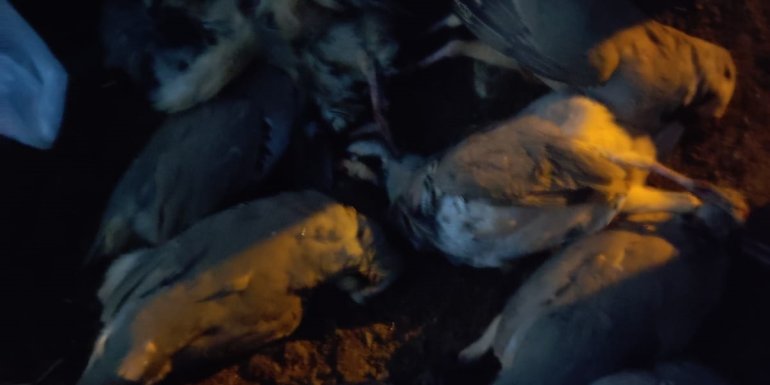 Erzincan'da kaçak keklik avlayan kişiye 7 bin 320 lira ceza kesildi