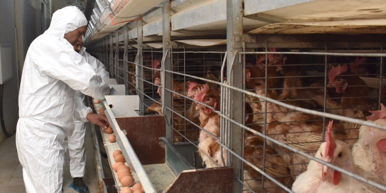 Atatürk Üniversitesinde kurulan tavukçuluk biriminde verim yüzde 90'a ulaştı