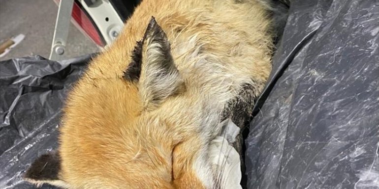 Erzurum'da yaralı bulunan tilki, tedavisinin ardından doğaya bırakıldı