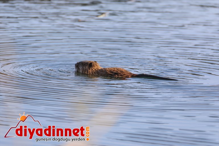 "Esrarengiz fare" yavruları, Ağrı Dağı Milli Parkı'nda yüzerken görüntülendi