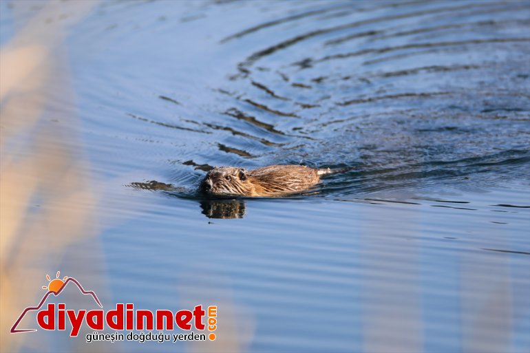 fare Milli yavruları, Parkı