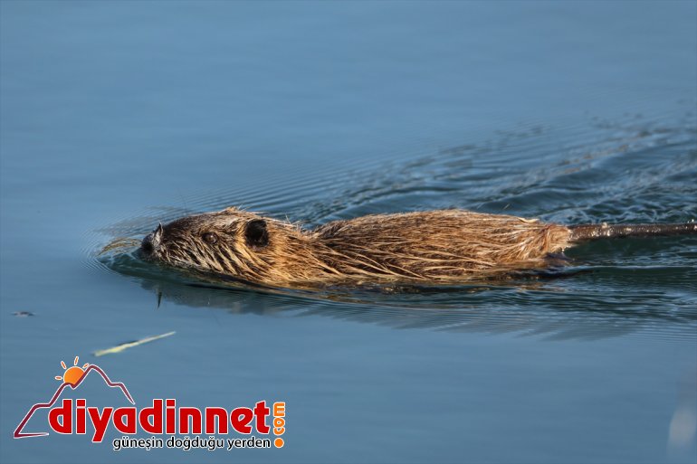 yavruları, Ağrı yüzerken görüntülendi Dağı Milli fare Esrarengiz Parkı
