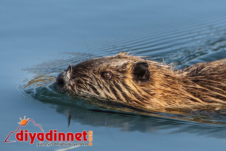 yüzerken yavruları, Milli Esrarengiz fare Ağrı Dağı görüntülendi Parkı