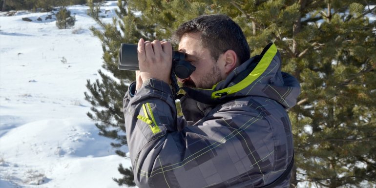 Genç kurt 6 ayda Kars ile Edirne arasındaki mesafeye yakın yol yürüdü