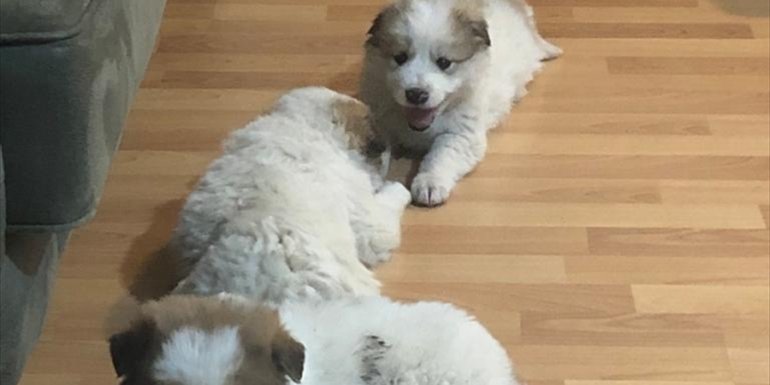 Hakkari'de donma tehlikesi geçiren köpek yavrularını Kur'an Kursu öğreticisi kurtardı