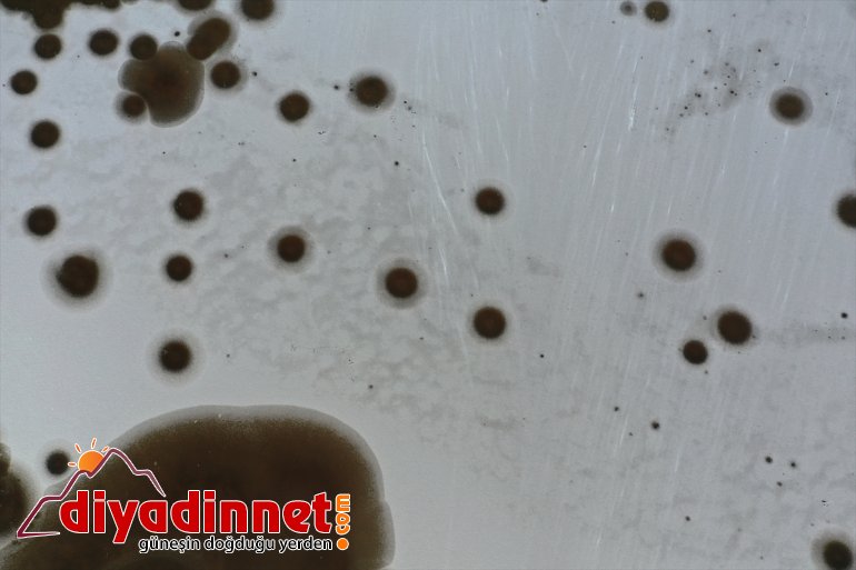 Ağrı Dağı Milli Parkı'ndaki sulak alanlar buzla kaplandı