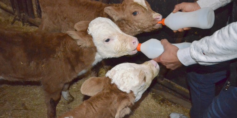 Karslı besici üçüz buzağıları "biberonla" besliyor