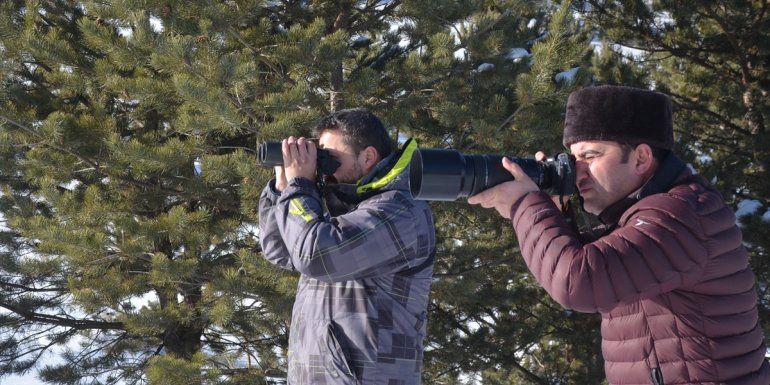 KARS - Sarıçam ormanlarına dönen göçmen bozayılar kış uykusuna yattı1