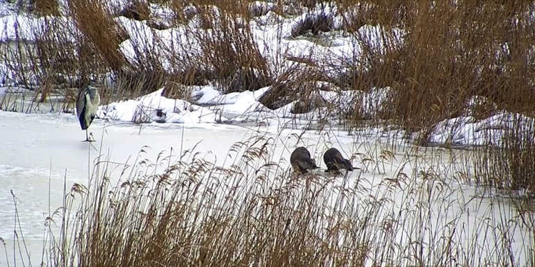 Buz tutan gölde balık avlayan su samuru kameraya yansıdı