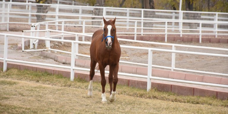 Hipodromların şampiyonu "Özgünhan"ın tayları da zirveyi bırakmıyor