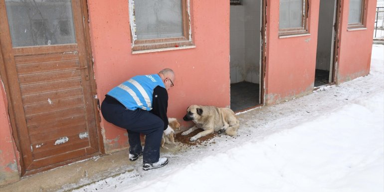 Muş Belediyesi sokak hayvanlarına sahip çıkıyor