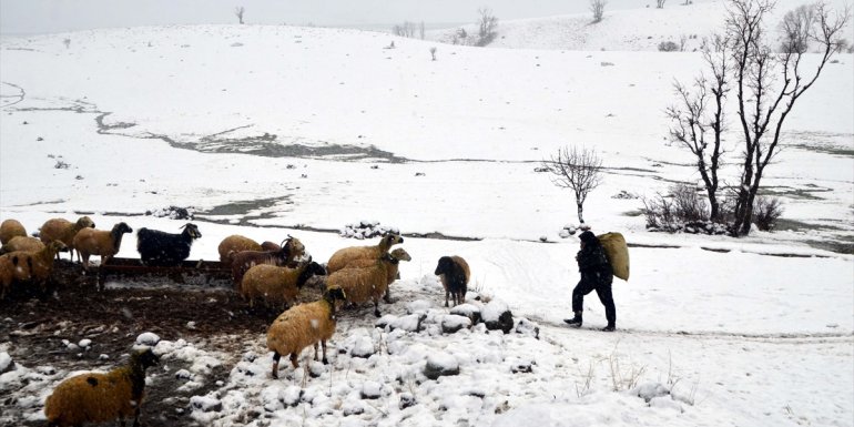 Muş'ta besiciler hayvanlarını, kar örtüsü üzerinde besliyor