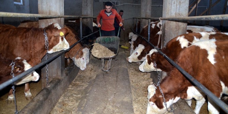 Muş'ta çiğ süt tavsiye satış fiyatının 4 lira 70 kuruşa yükselmesi üreticiyi memnun etti