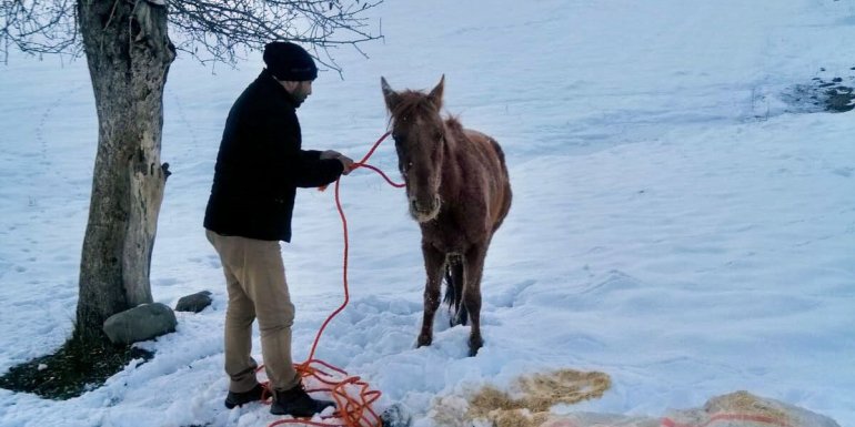 Tırın çarpması sonucu yaralanan ata, Muş Valisi Gündüzöz sahip çıktı