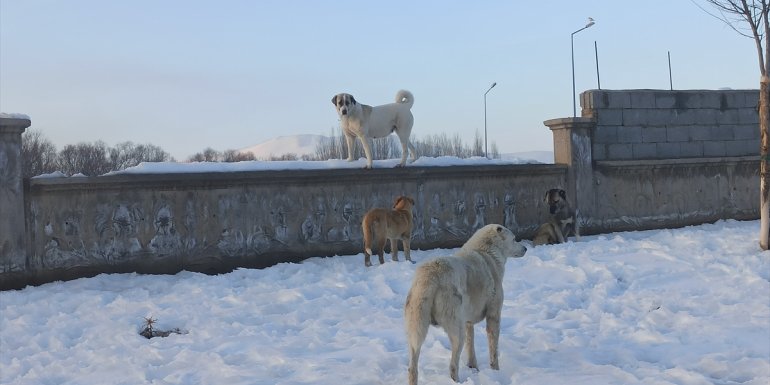 Tatvan'da sokak hayvanlarına yönelik kısırlaştırma çalışması sürüyor