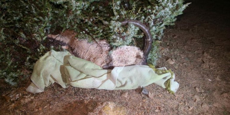 Tunceli'de yaban keçisi avlayan 2 kişiye 126 bin lira ceza kesildi