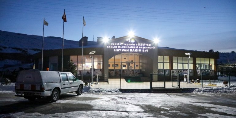 Van'da sahipsiz pitbull cinsi köpek, rehabilitasyon merkezine götürüldü