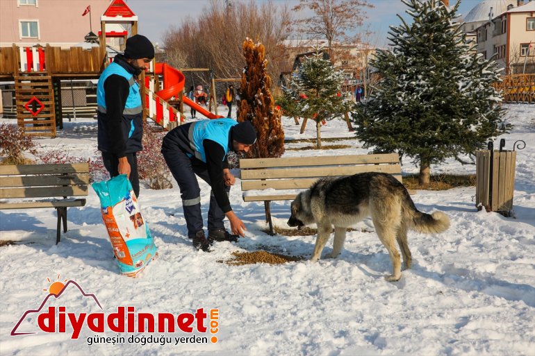 hayvanları yem sokak bırakıldı Van