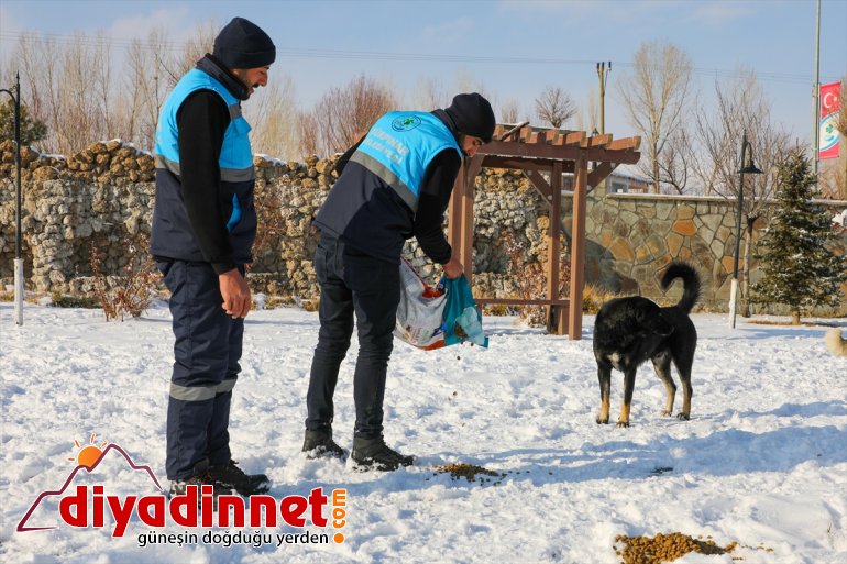 için yem sokak bırakıldı Van
