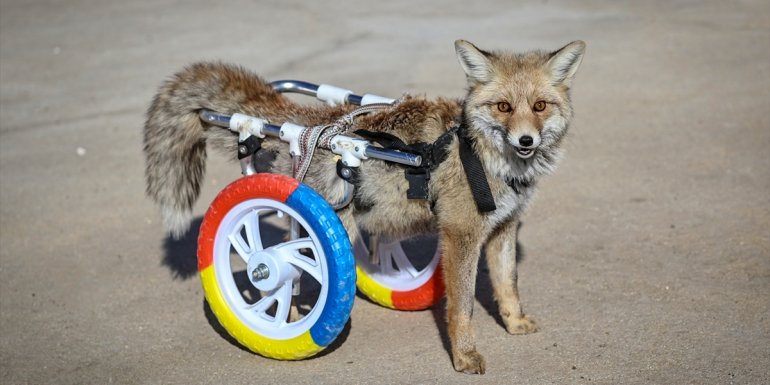 Felçli tilki yürüteçle hayata tutundu