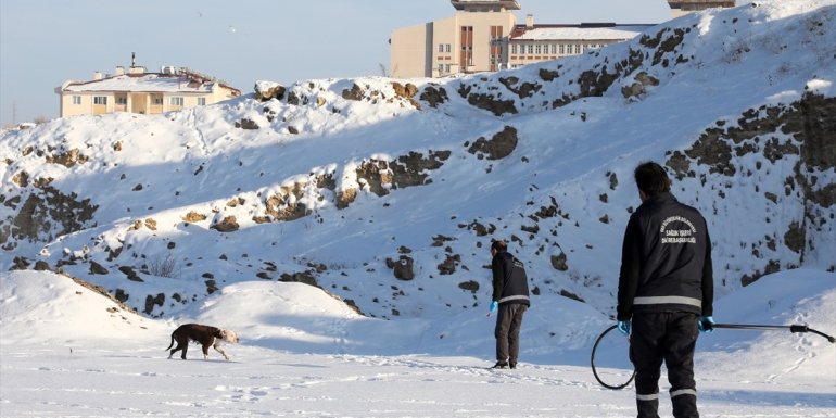 Van'da sahipsiz pitbull cinsi köpek, rehabilitasyon merkezine götürüldü