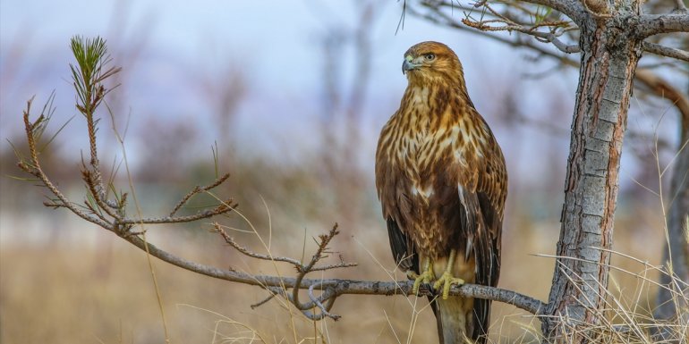 Yaralı yaban hayvanları, Van'daki rehabilitasyon merkezinde iyileştiriliyor