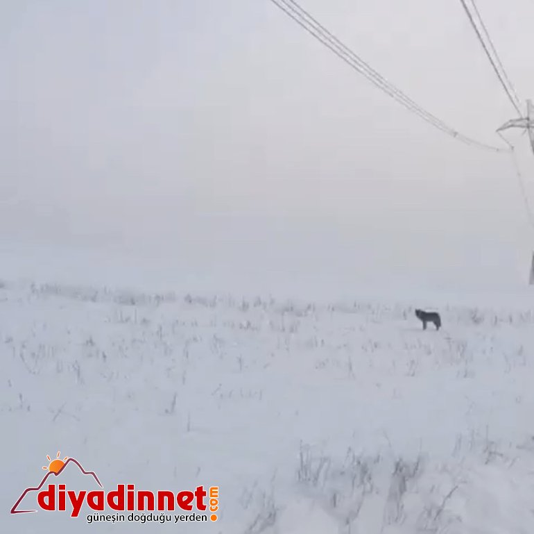 Aç kalan kurtlar yiyecek arayışına girdi1