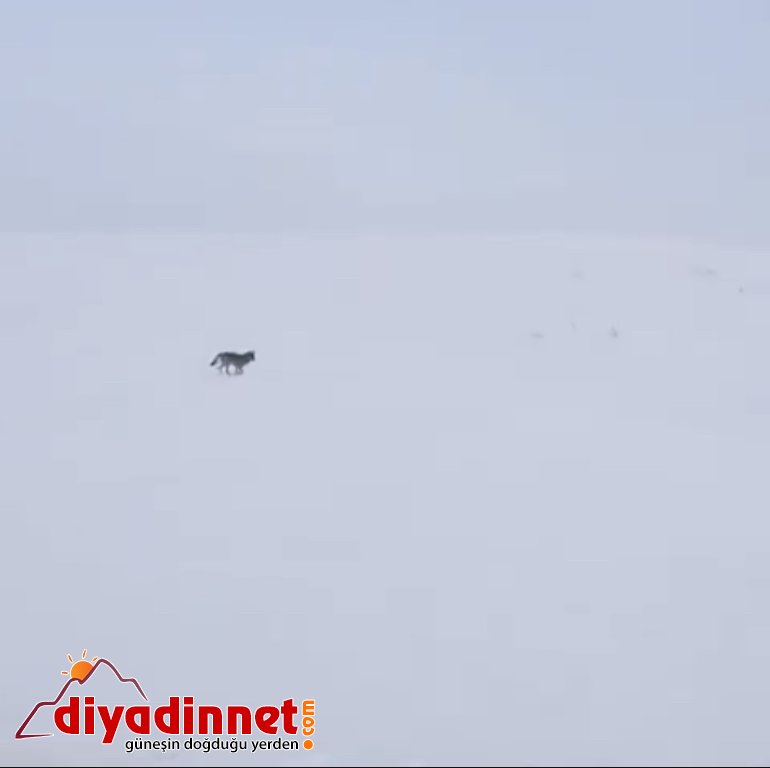 Aç kalan kurtlar yiyecek arayışına girdi2