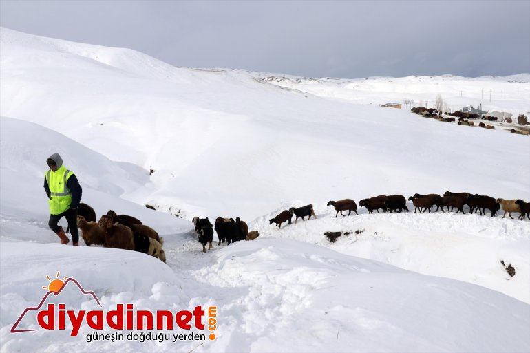Ağrı'da besiciler kızaklarla ot taşıyarak hayvanlarını besliyor