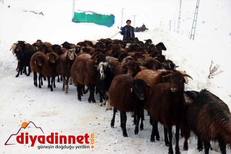 besliyor taşıyarak AĞRI ot kızaklarla hayvanlarını Besiciler - 2