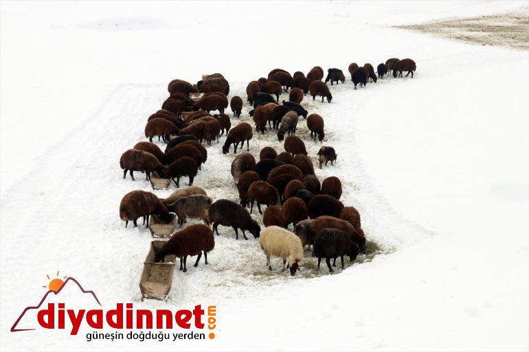 ot AĞRI Besiciler taşıyarak kızaklarla - besliyor hayvanlarını 11