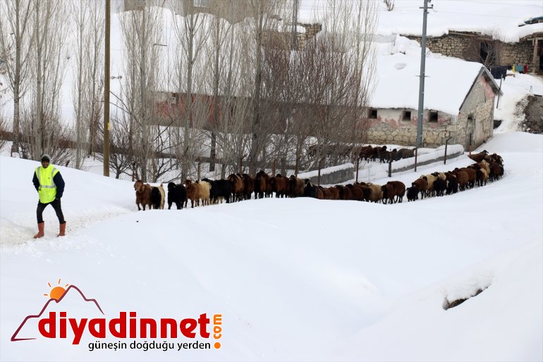 ot Besiciler besliyor taşıyarak - hayvanlarını kızaklarla AĞRI 12