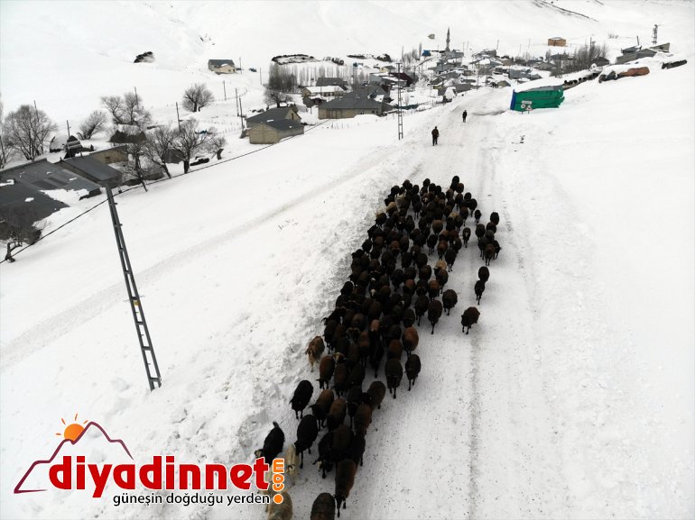 taşıyarak Besiciler besliyor - hayvanlarını AĞRI ot kızaklarla 13