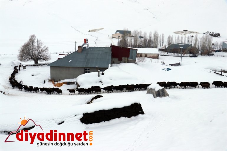 Besiciler kızaklarla AĞRI taşıyarak ot hayvanlarını besliyor - 14