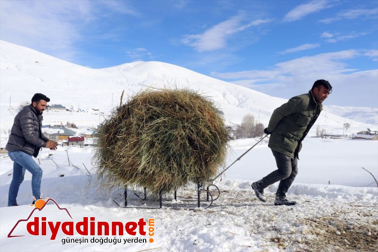 ot AĞRI taşıyarak kızaklarla - hayvanlarını besliyor Besiciler 15