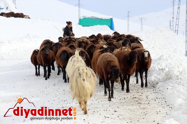 hayvanlarını Besiciler kızaklarla AĞRI ot besliyor - taşıyarak 16